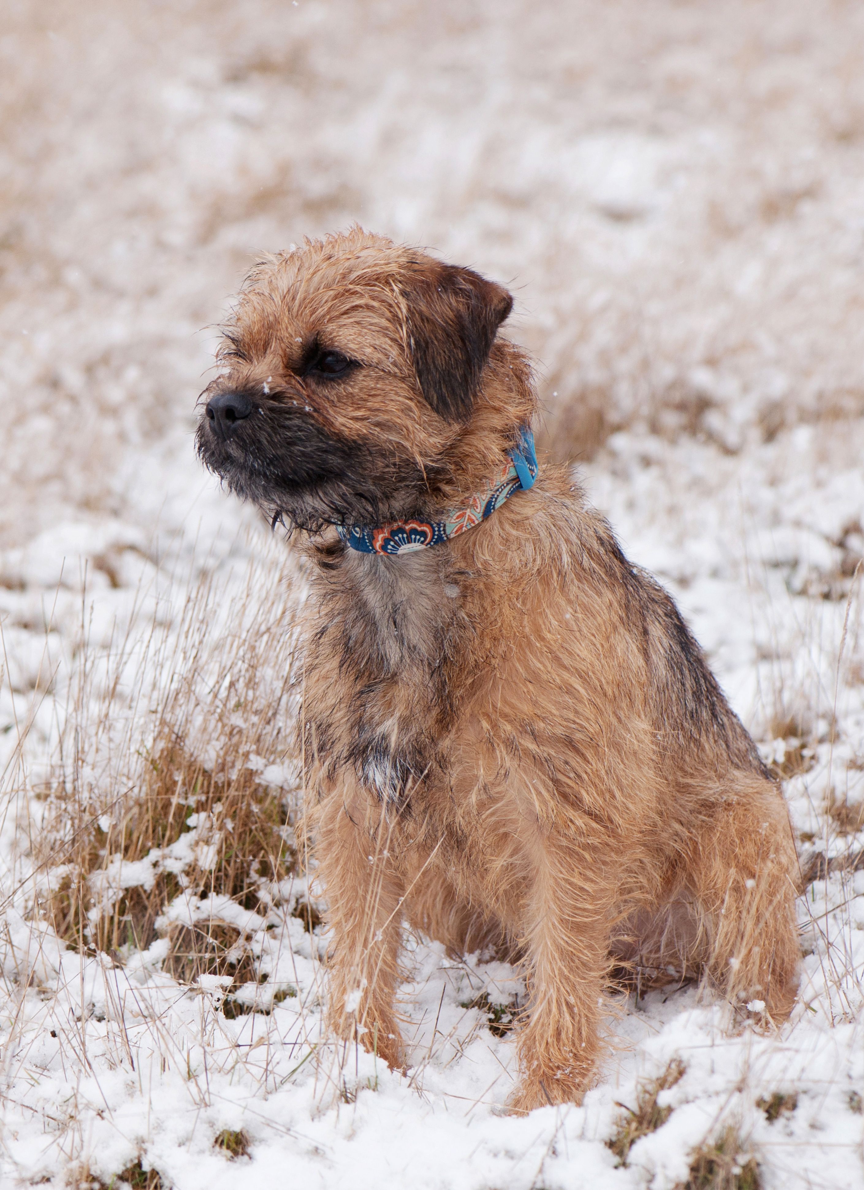 Border Terrier Weight Chart