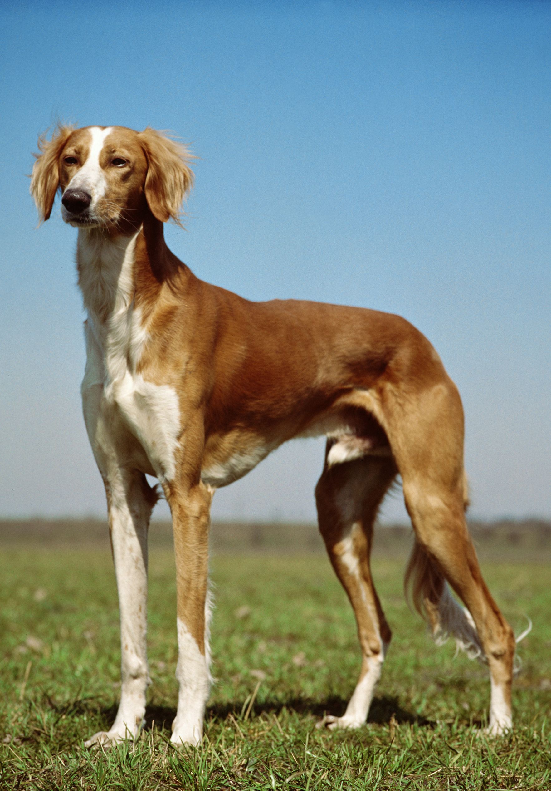 Top 12 Dog Breeds that Bite the Most - Listovative Top 12 Dog Breeds that Bite the Most - Listovative