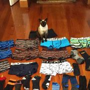 Cat Underwear