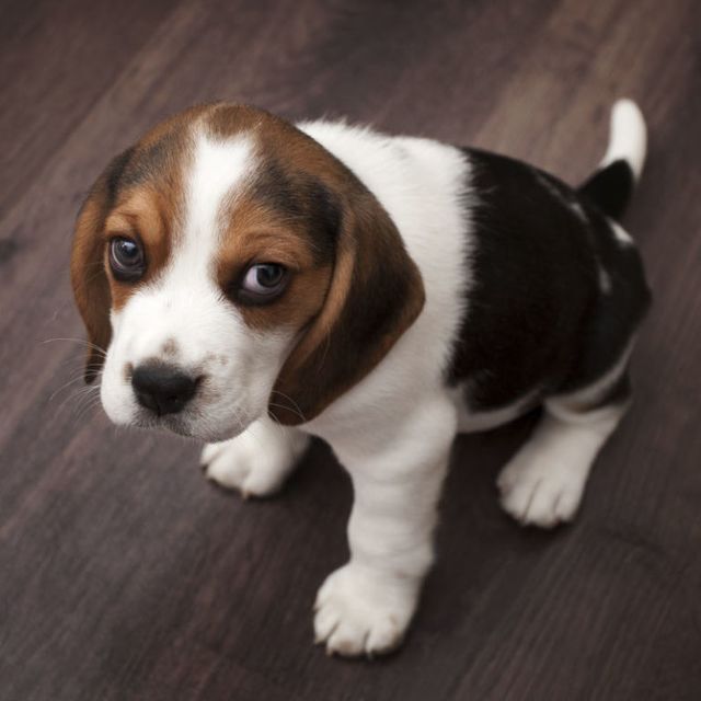 Puppy Potty Training Secrets From an Expert - Advice for Housebreaking Dogs