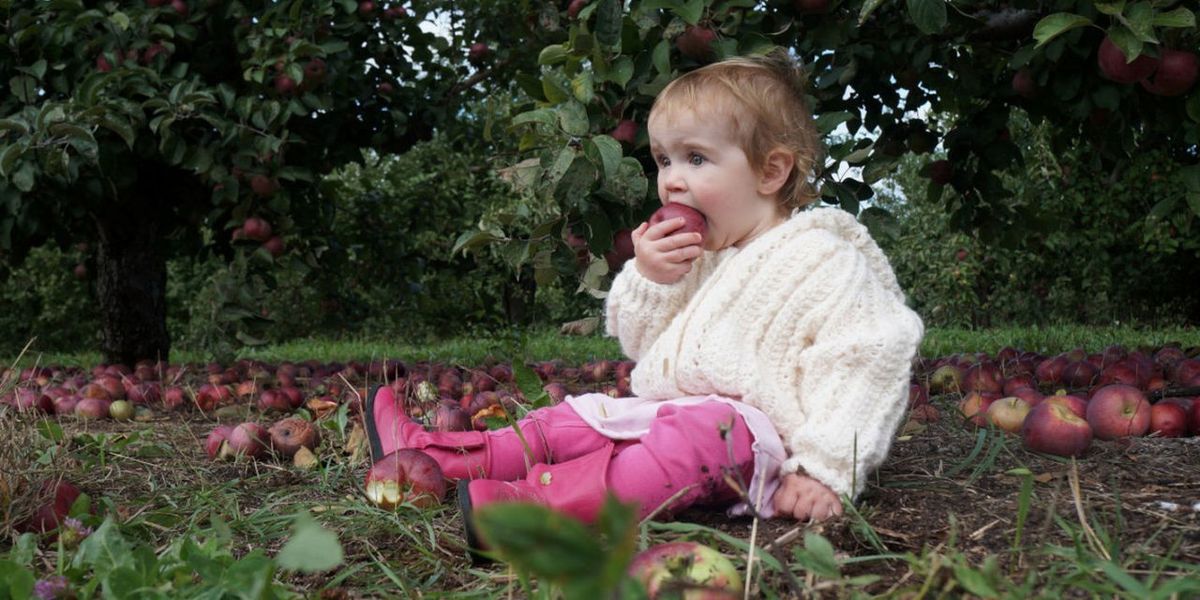 Baby Eating Apple