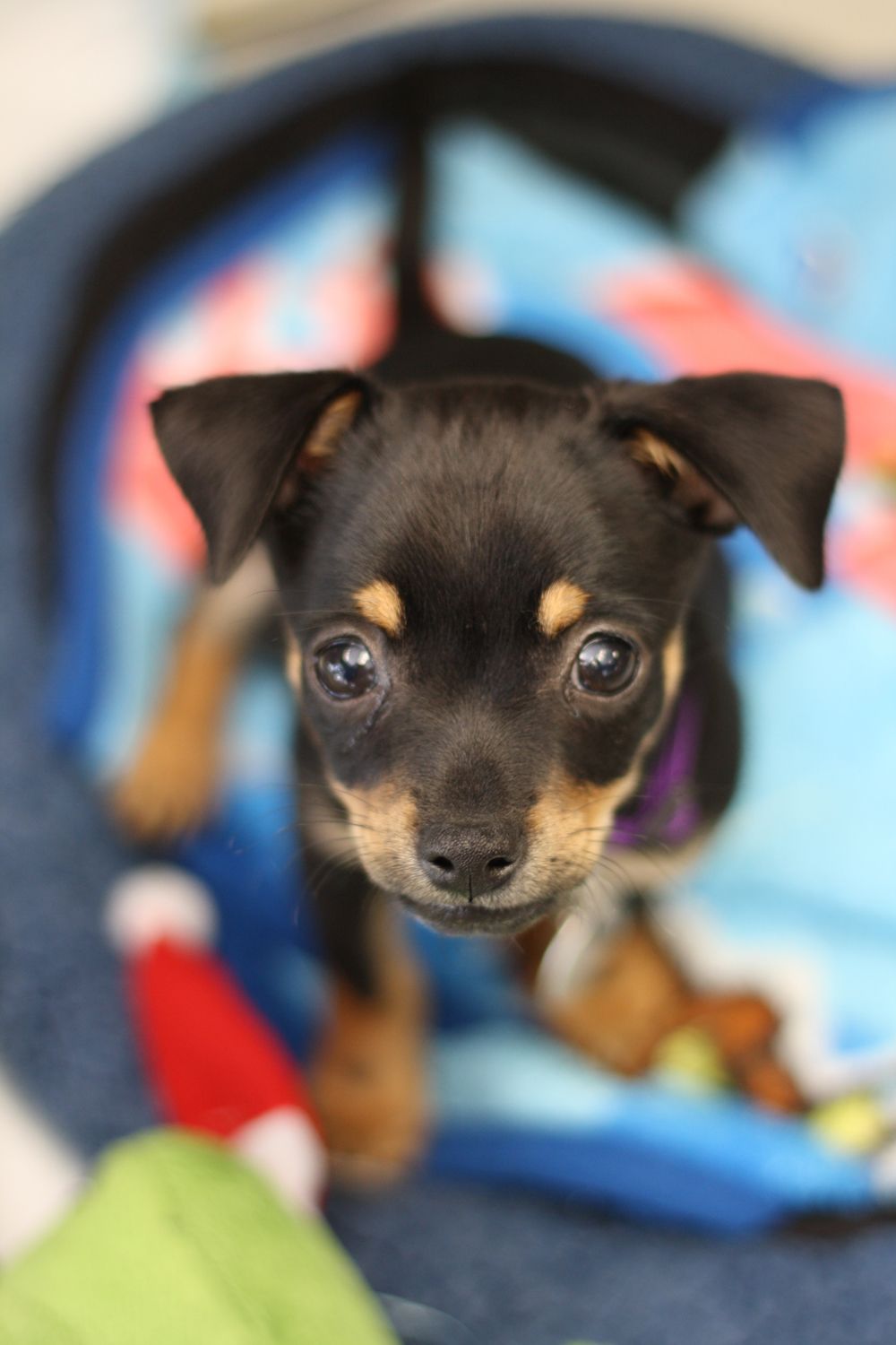 mixed feist dog breed