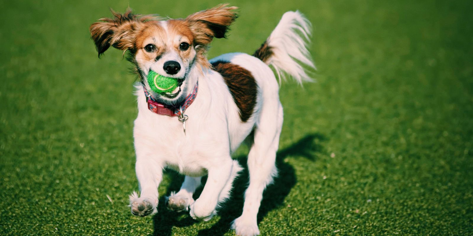 15 Best Mixed-Breed Dogs - Cutest Breed Dog Mixes