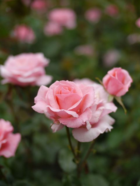 Petal, Plant, Flower, Pink, Flowering plant, Botany, Rose family, Peach, Rose order, Garden roses, 