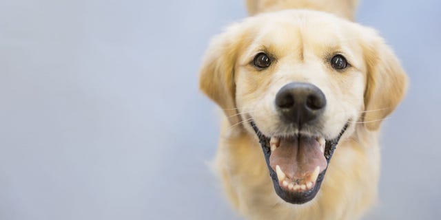 Dog, Mammal, Vertebrate, Dog breed, Canidae, Retriever, Carnivore, Snout, Nose, Golden retriever, 
