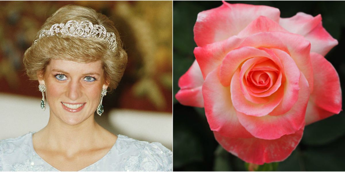 Diana Princess of Wales Rose