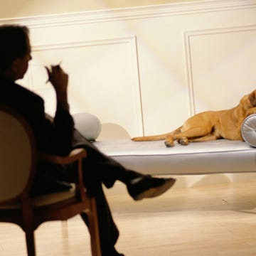 Dog breed, Comfort, Carnivore, Dog, Floor, Sitting, Companion dog, Fawn, Sporting Group, Canidae, 
