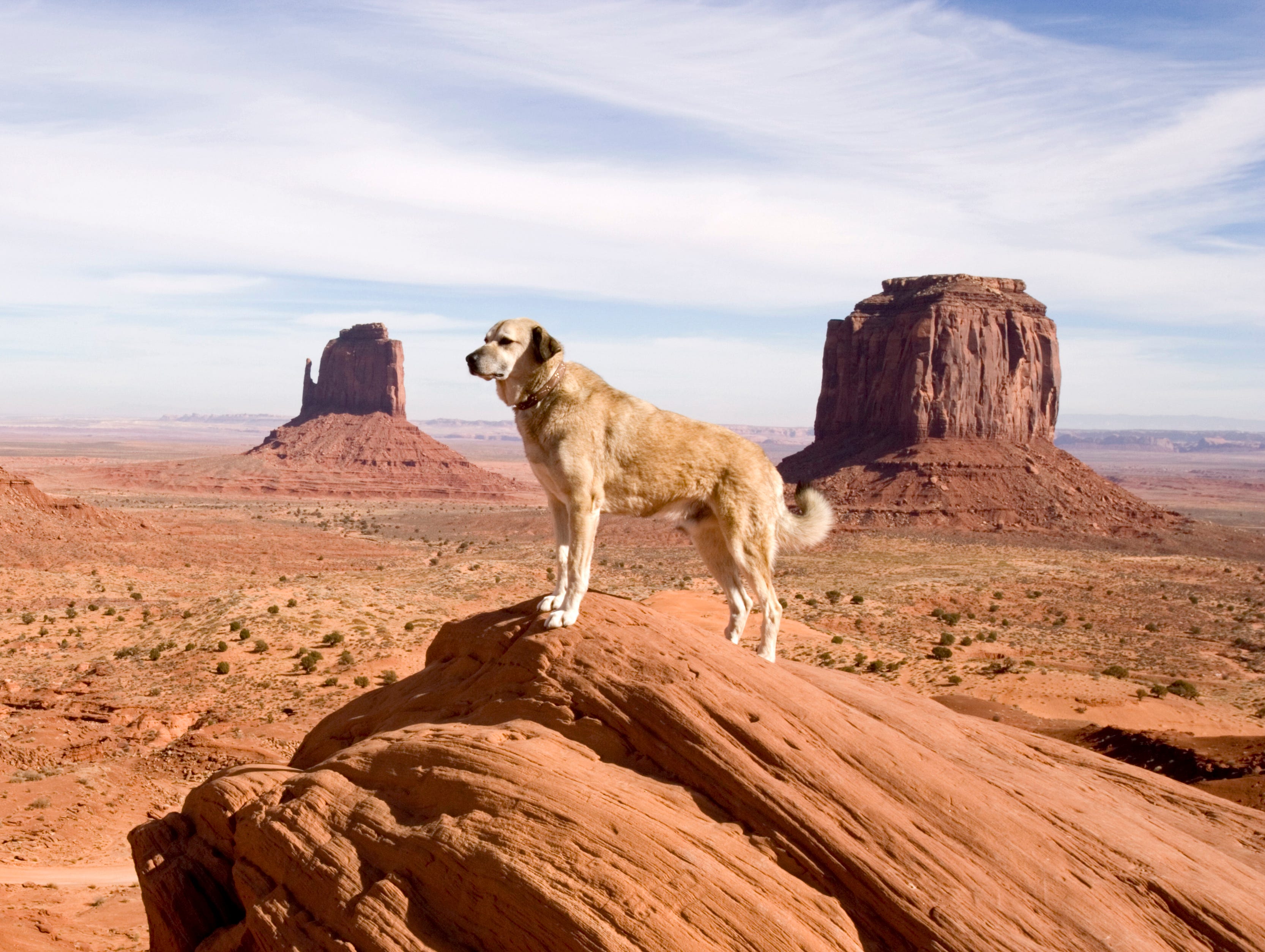 anatolian shepherd