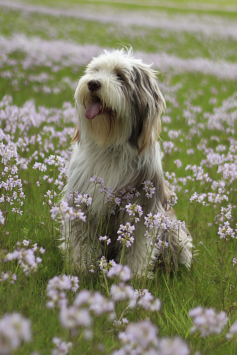 bearded collie