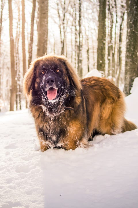 leonberger.jpg