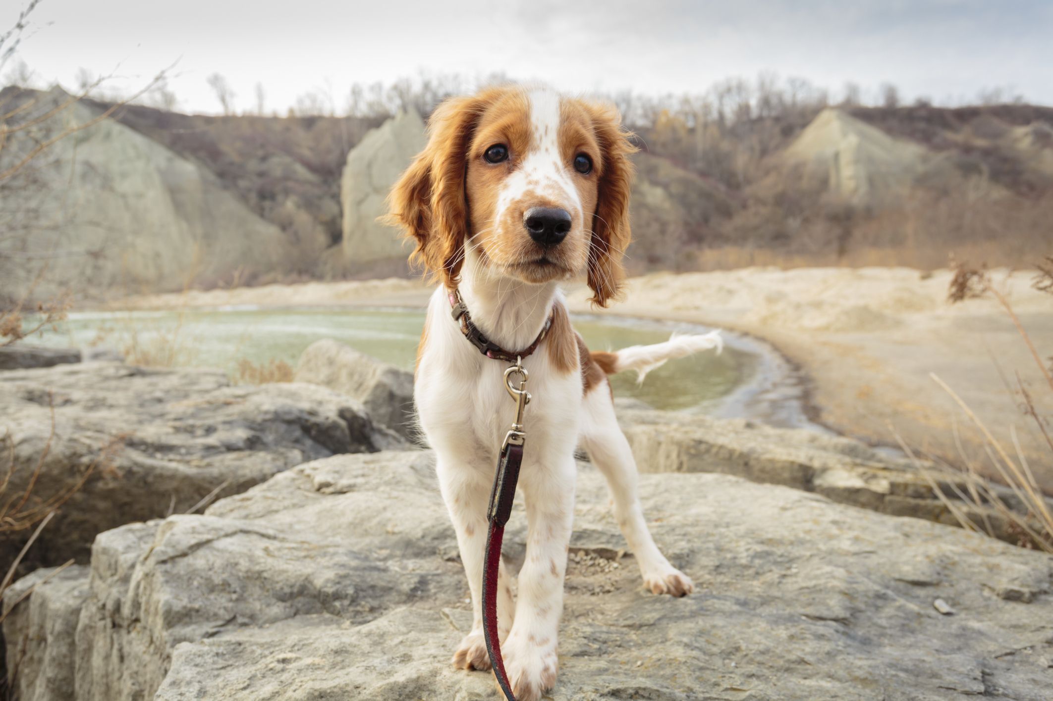 a good healthy small family dog