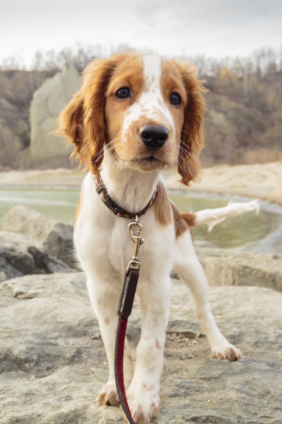 welsh springer spaniel