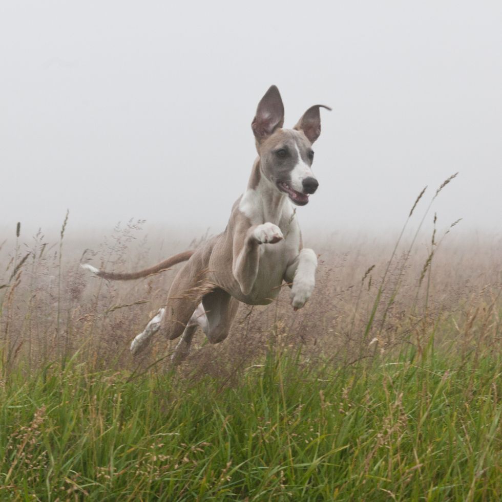a gray whippet running through a field