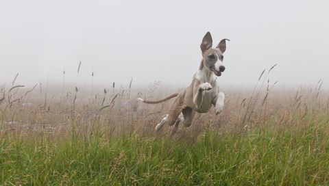 a gray whippet running through a field
