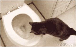 Top Myths About Toilets - Weird-But-True Plumbing Facts Top Myths About Toilets - Weird-But-True Plumbing Facts