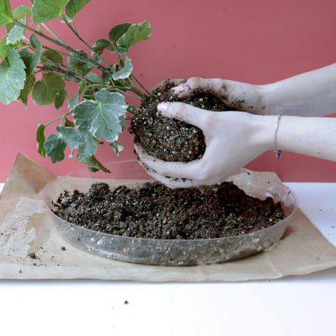 How To Make A Kokedama Hanging Garden