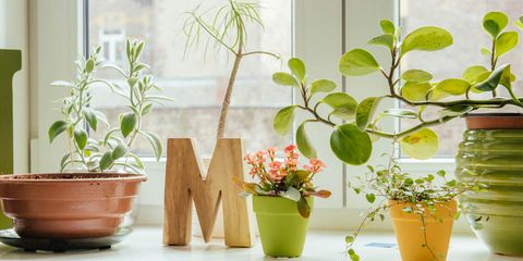 Flowerpot, Plant, Interior design, Fixture, Houseplant, Artifact, Vase, Peach, Plant stem, Annual plant, 