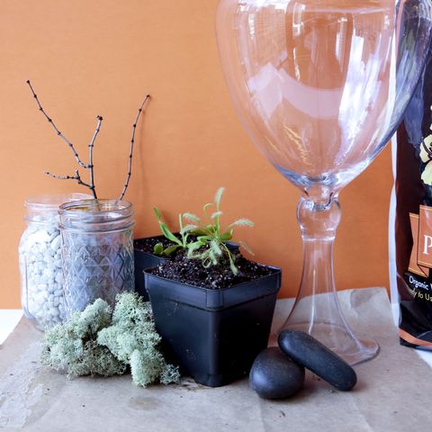 Flowerpot, Glass, Interior design, Barware, Houseplant, Drinkware, Annual plant, Pebble, Transparent material, Stemware, 