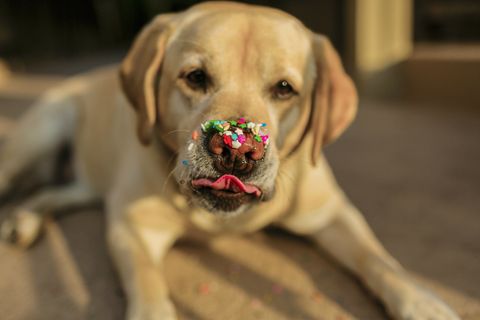 Labrador retriever with sprinkles on nose