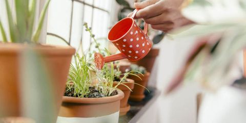 Flowerpot, Cup, Interior design, Houseplant, Coffee cup, Drinkware, Pottery, Nail, Annual plant, Peach, 