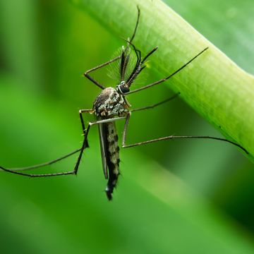 mosquito on a leaf