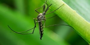 mosquito on a leaf