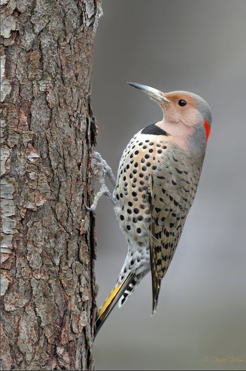 State Animals - State Mammals, Birds and Reptiles State Animals - State Mammals, Birds and Reptiles