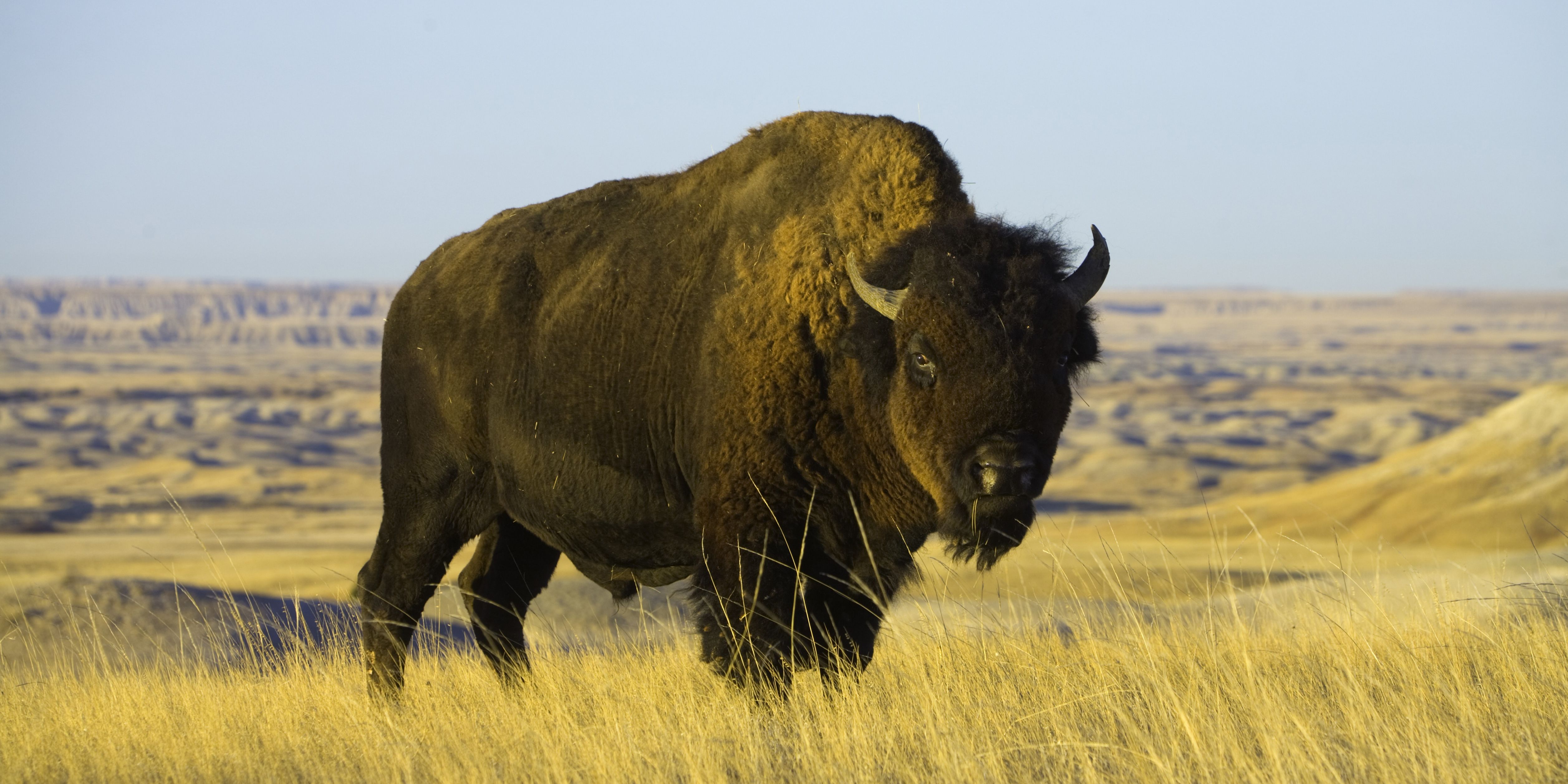 State Animals - State Mammals, Birds and Reptiles State Animals - State Mammals, Birds and Reptiles