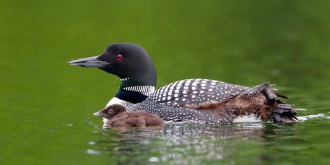 State Animals - State Mammals, Birds and Reptiles