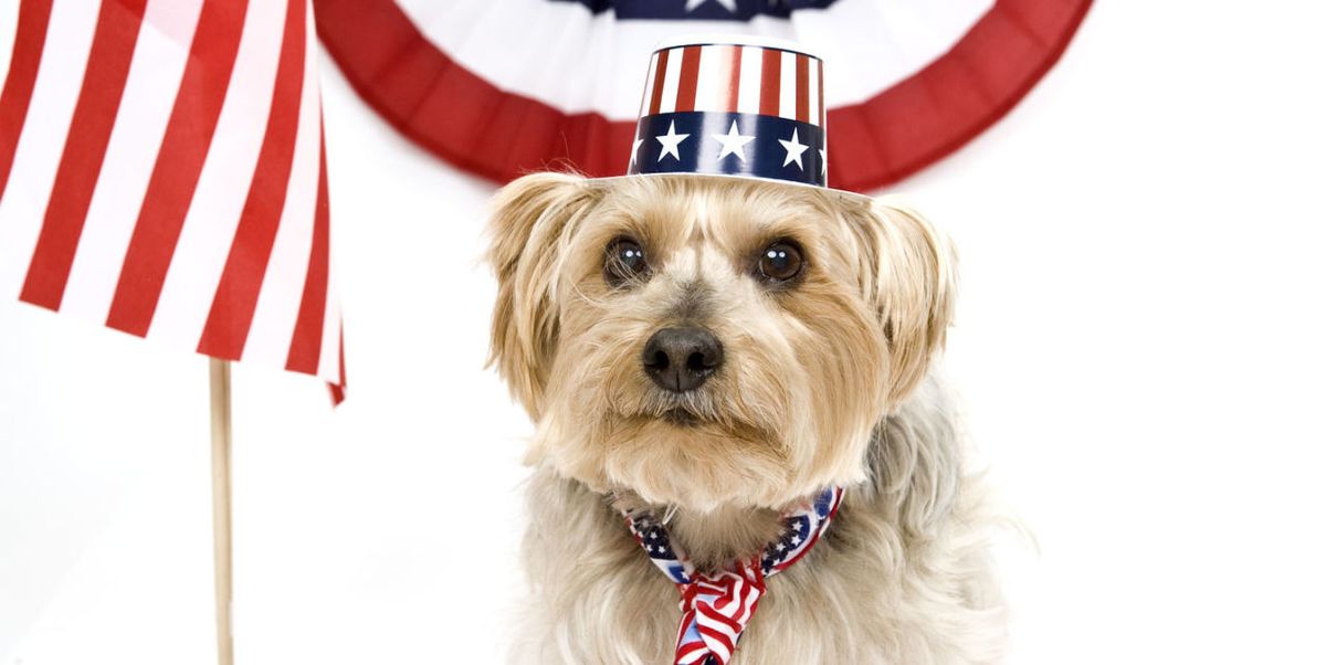 patriotic dog 2