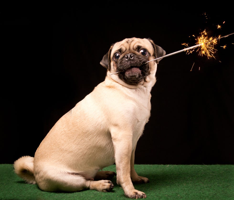 dog sparkler fireworks