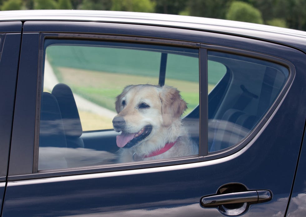 dog in parked car
