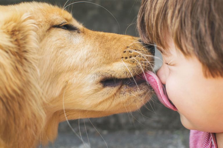 Infection Caused by Bacteria in Pet Dogs' Mouths - Capnocytophaga ...