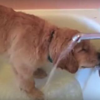 puppy gives bath
