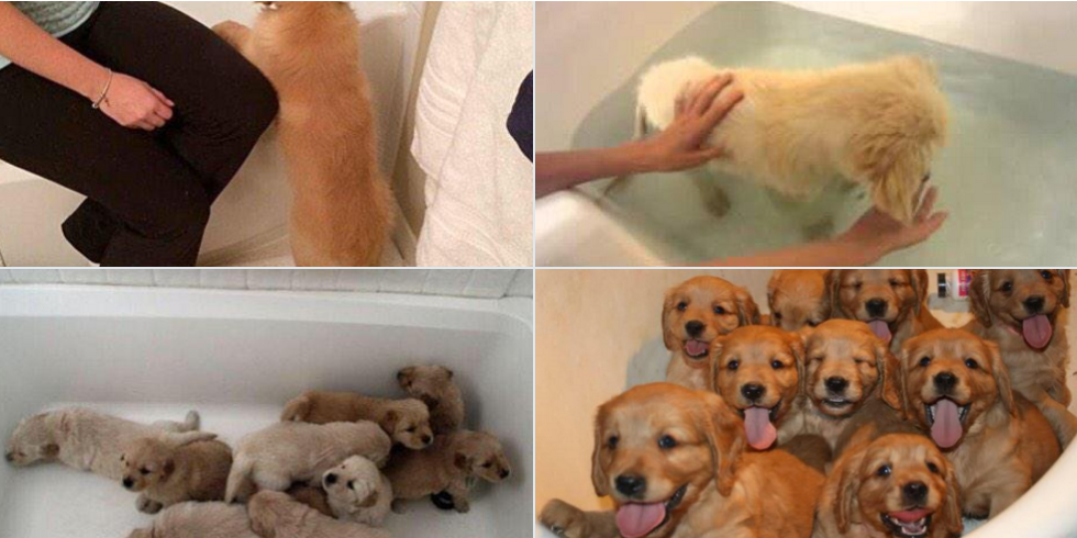 bath bombs for dogs