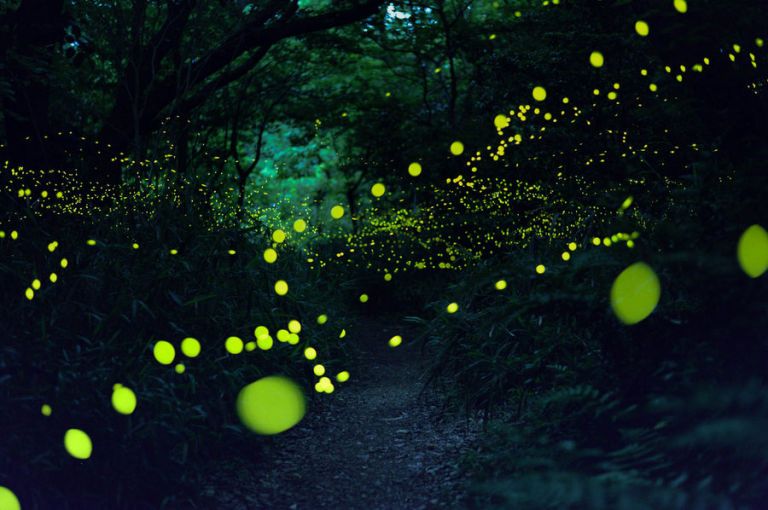 Fireflies