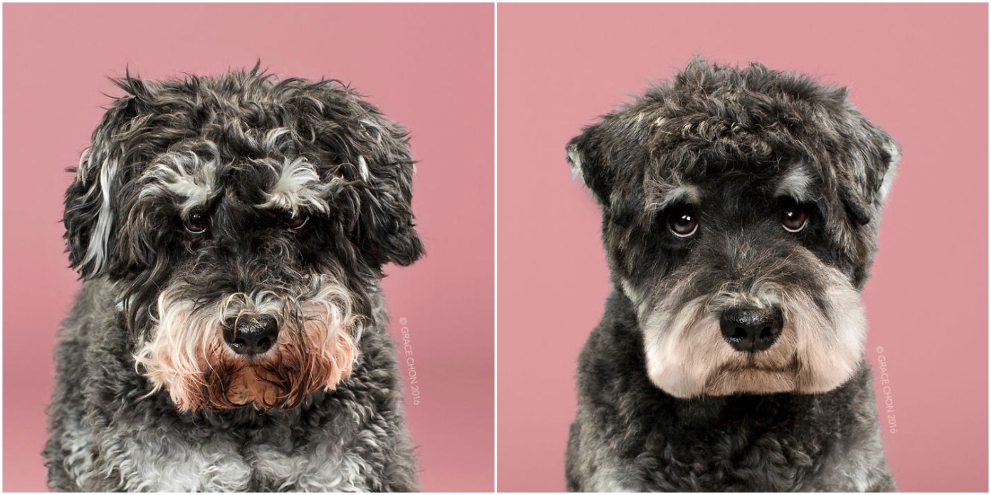 Hairy Dogs Get Makeovers In Photo Series Grace Chon