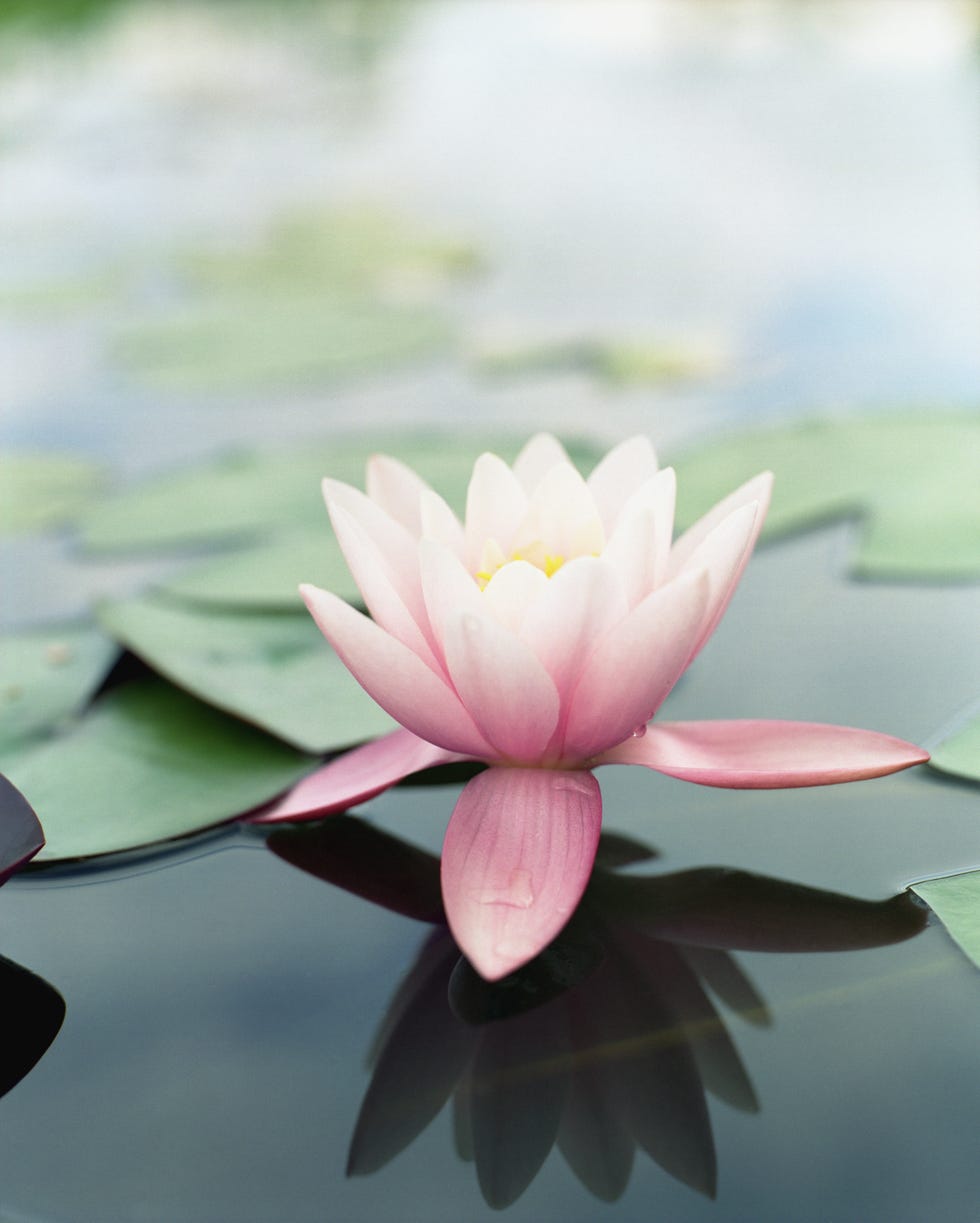viral brain teasers - lily pad