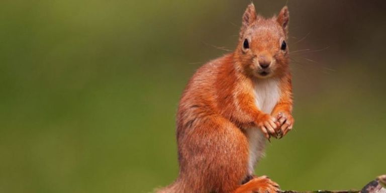 Squirrel Steals GoPro, Makes Greatest Film of Our Time