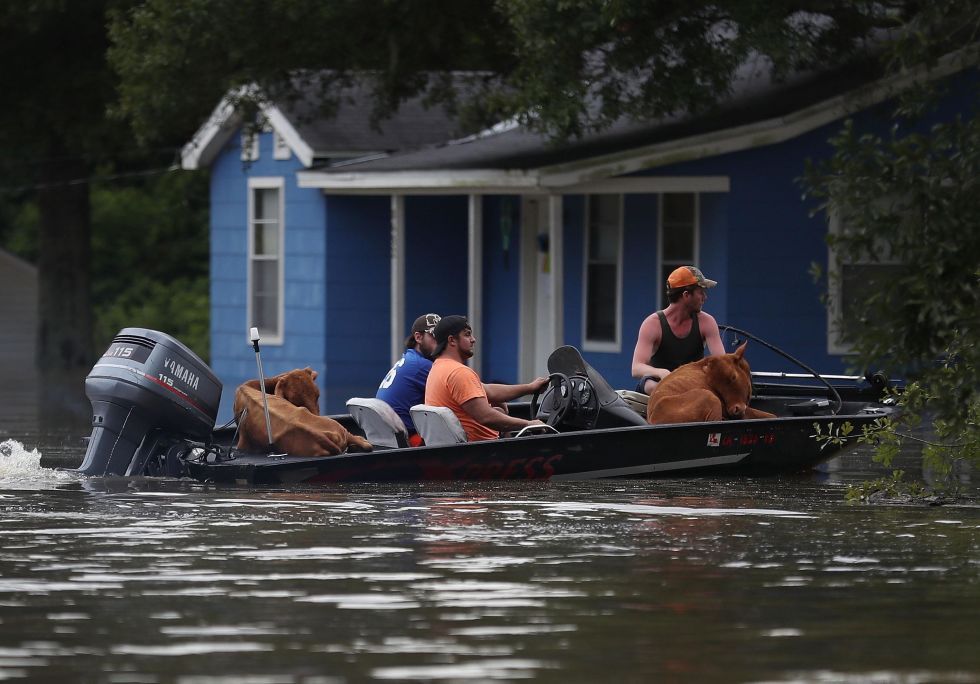 Cows in Boats during Louisiana Flooding