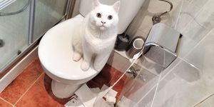 Cat Destroying Toilet Paper