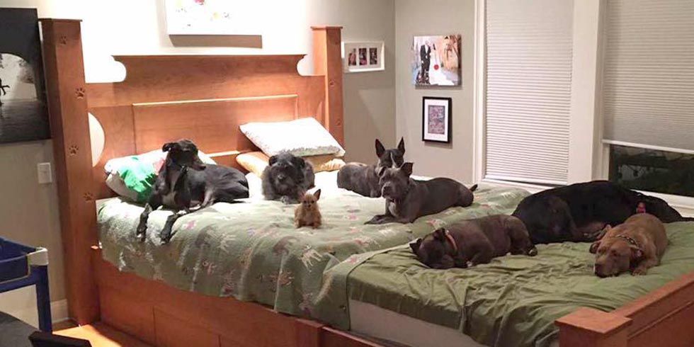 oversized dog bed