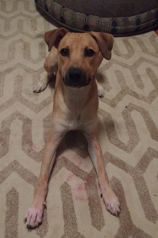 perro sucio con barra de labios