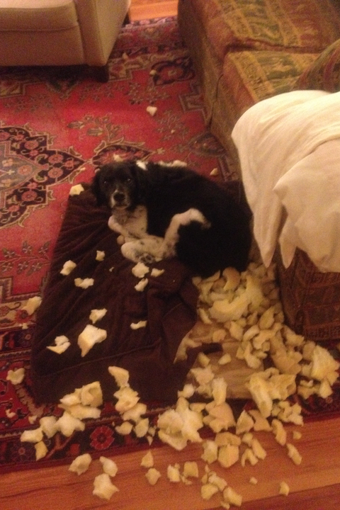 dog destroying pillows