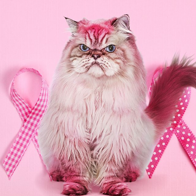 grumpy cat breast cancer