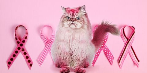 grumpy cat breast cancer