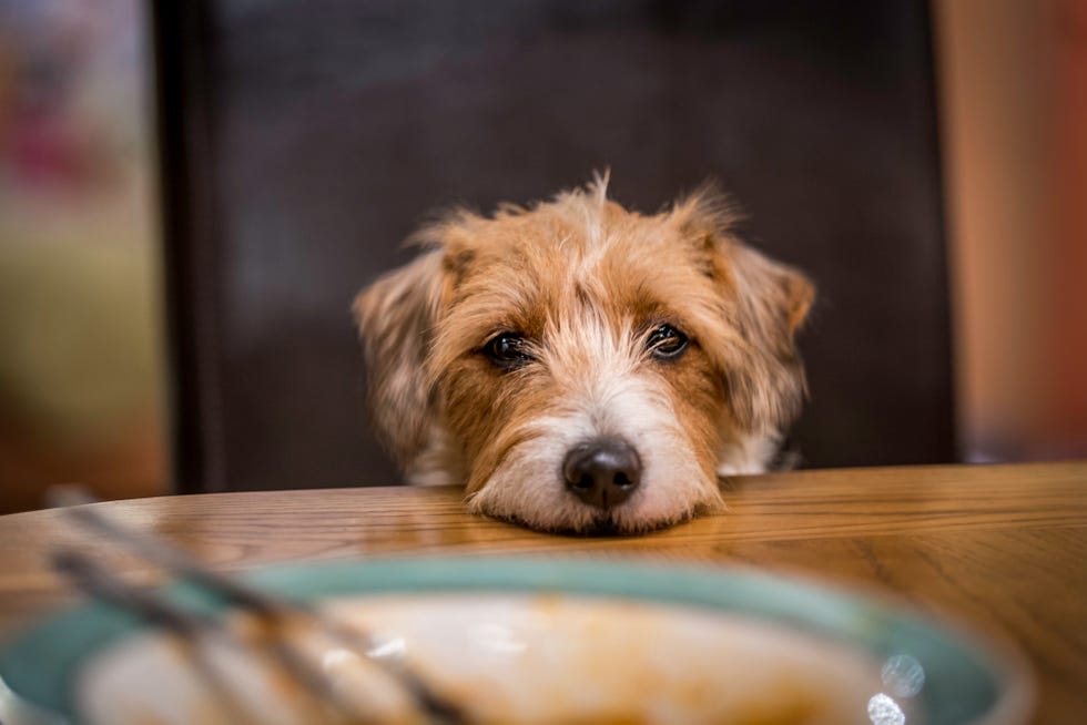 perro con la cara en la mesa
