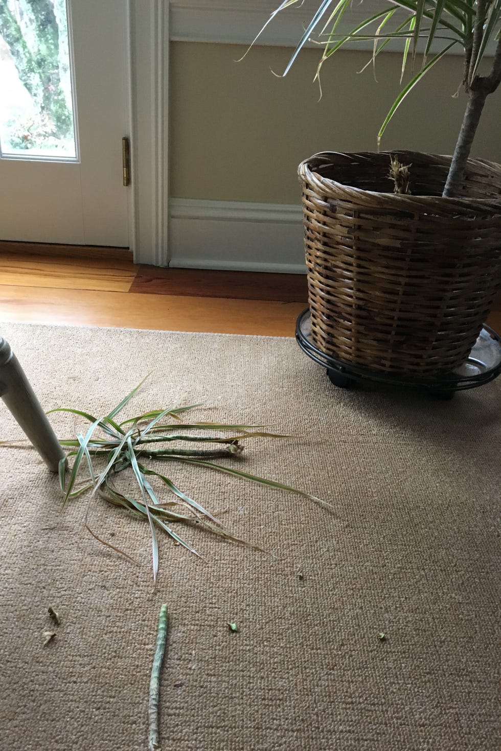 planta de interior destrozada por un perro
