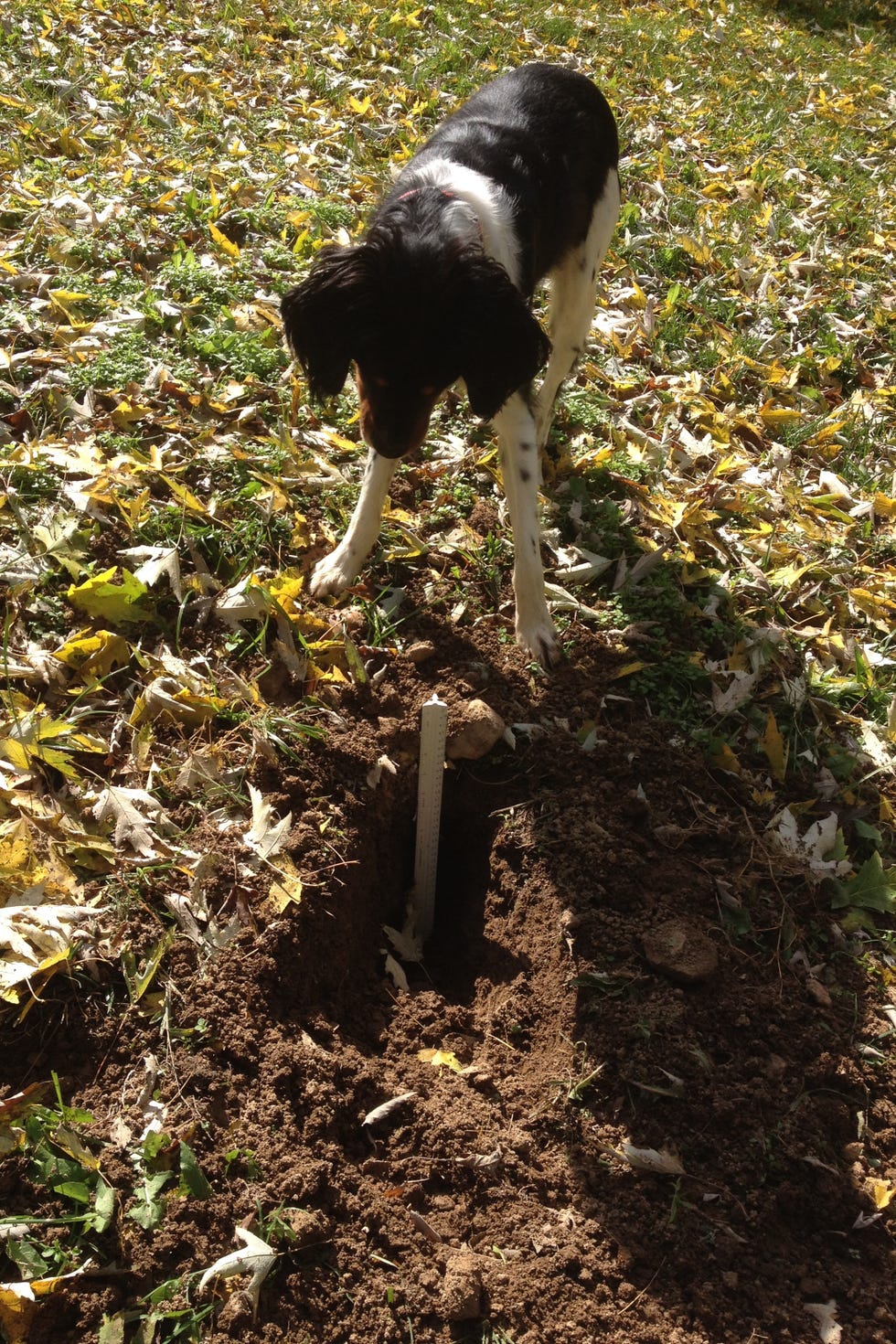 perro cavando hoyos en el jardín