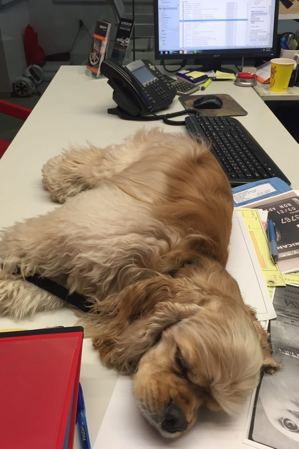 perro durmiendo en el escritorio